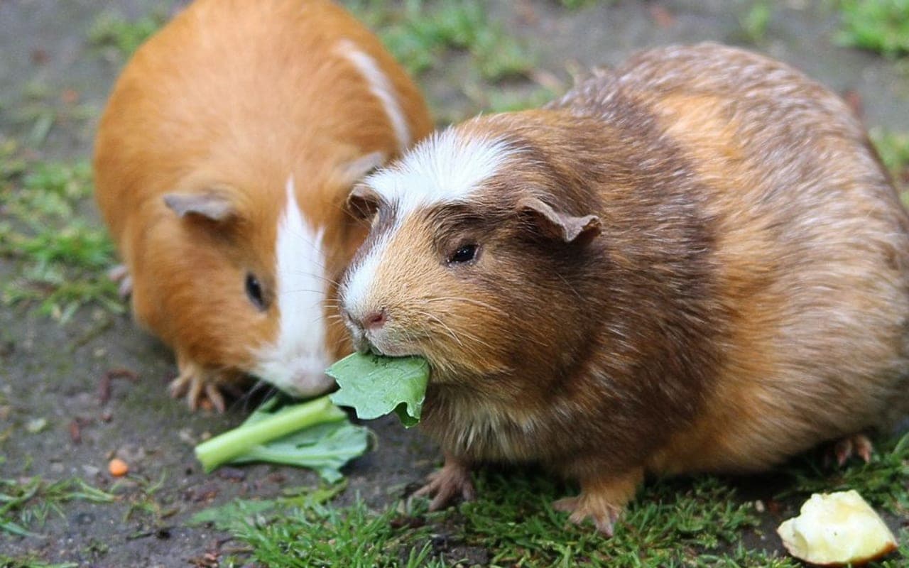 Lunkarya guinea pig breed
