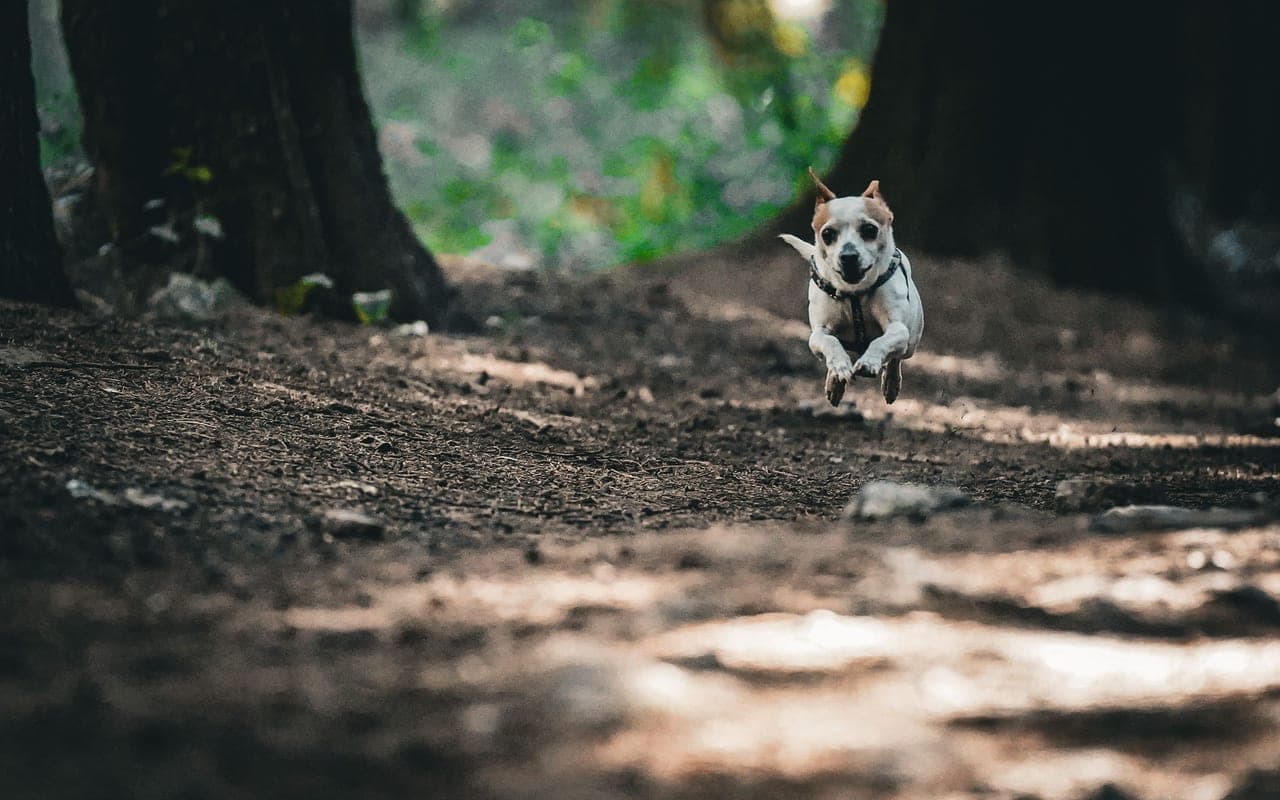 Teddy Roosevelt Terrier