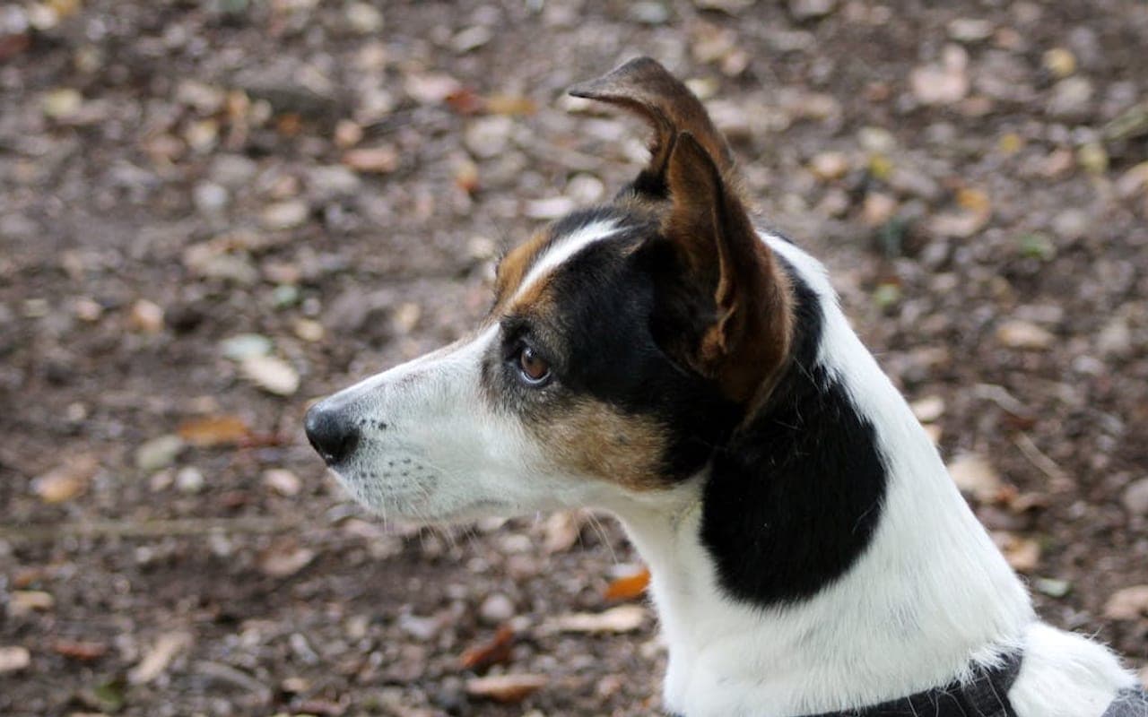 Teddy Roosevelt Terrier — gallery 2