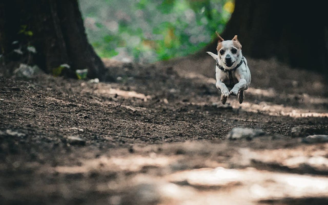 Teddy Roosevelt Terrier — gallery 3