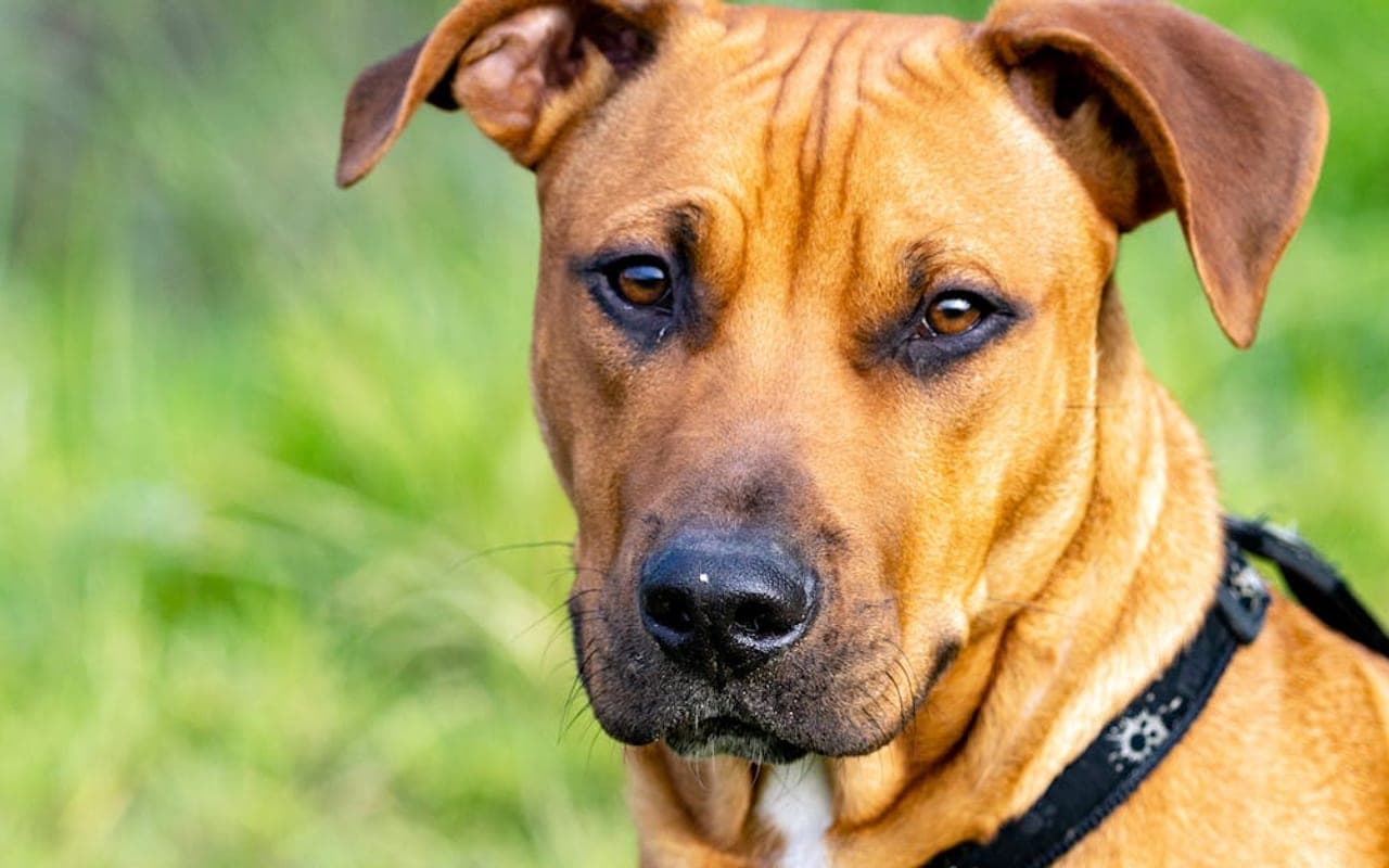Thai Ridgeback — gallery 2