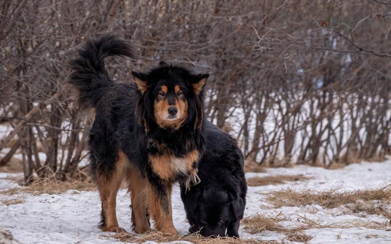 Tibetan Mastiff