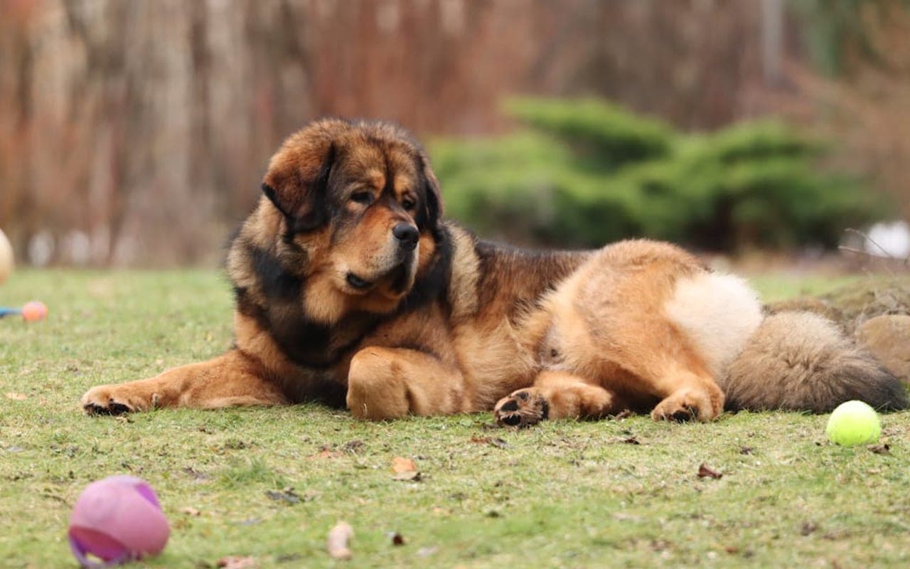 Tibetan Mastiff — gallery 2