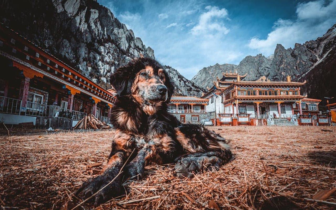 Tibetan Mastiff — gallery 3