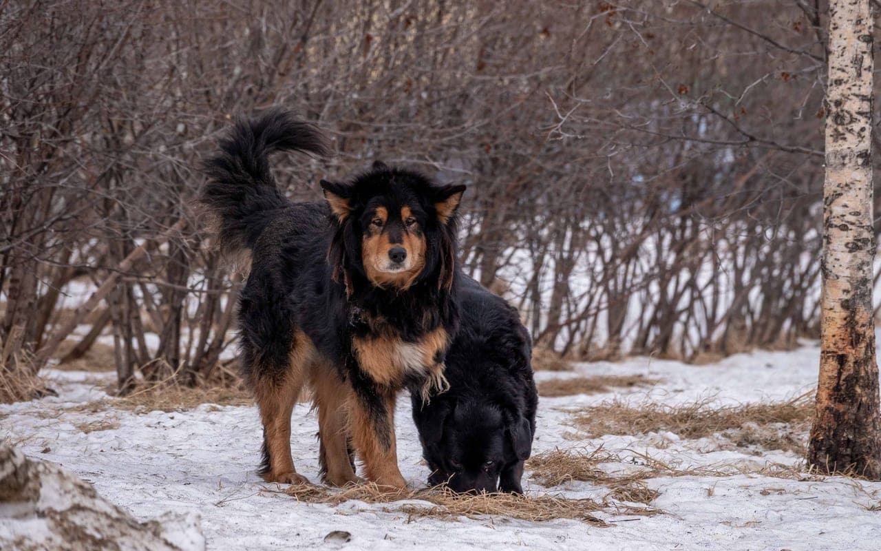 Tibetan Mastiff — photo by Sergei Starostin (Pexels)