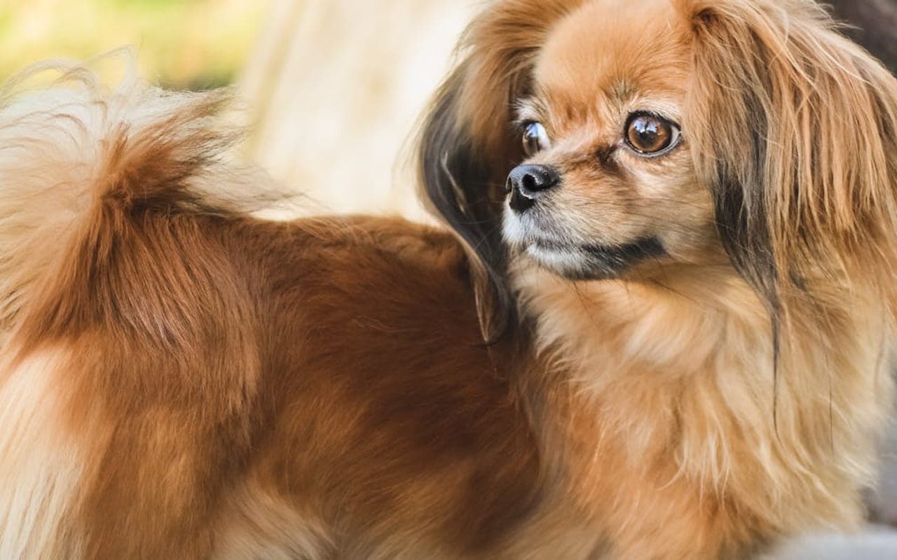 Tibetan Spaniel