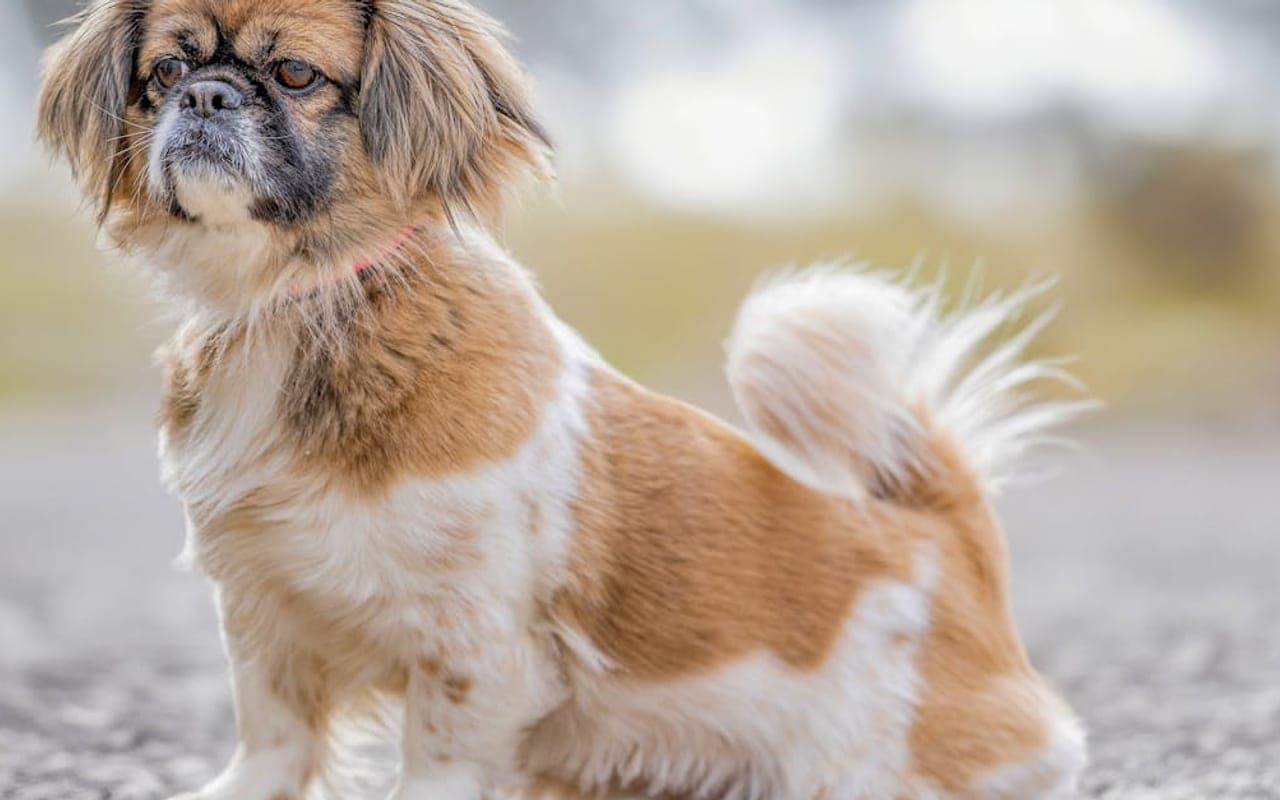 Tibetan Spaniel — gallery 2