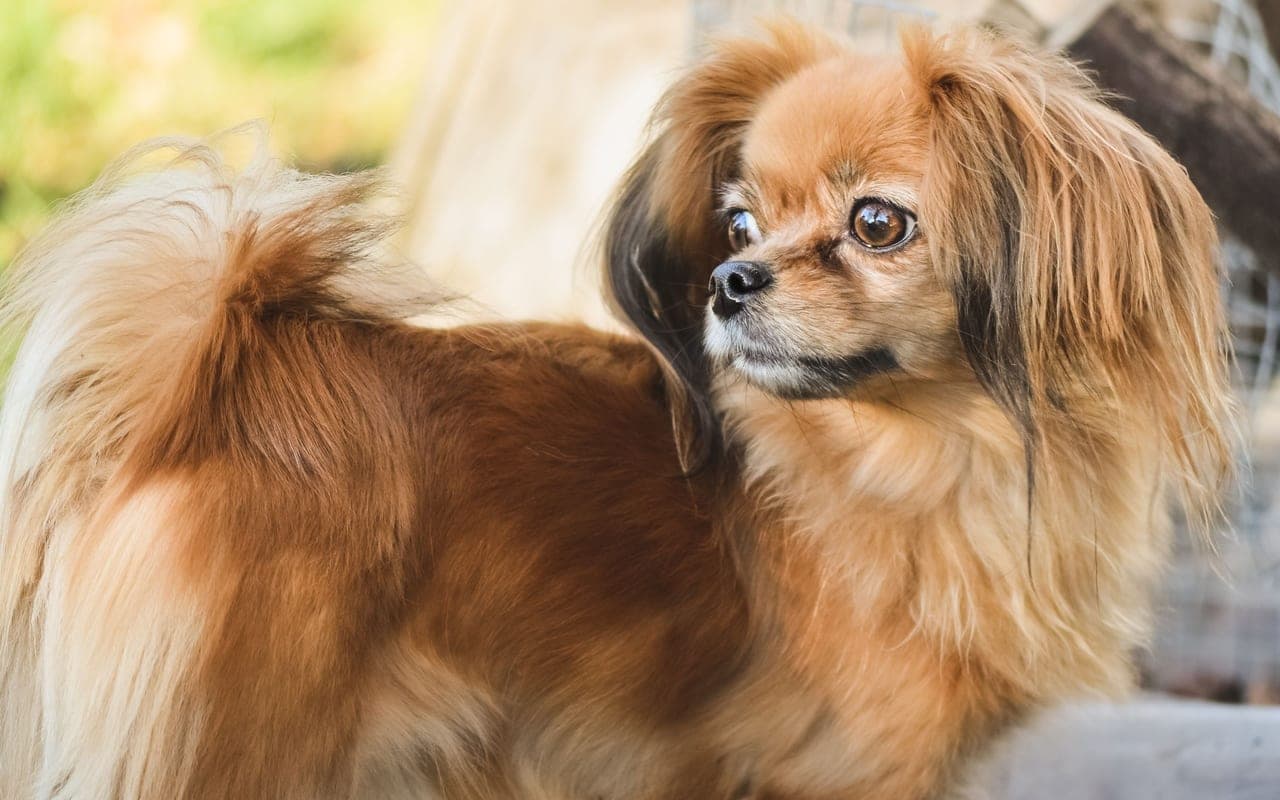 Tibetan Spaniel — photo by Alexas Fotos (Pexels)