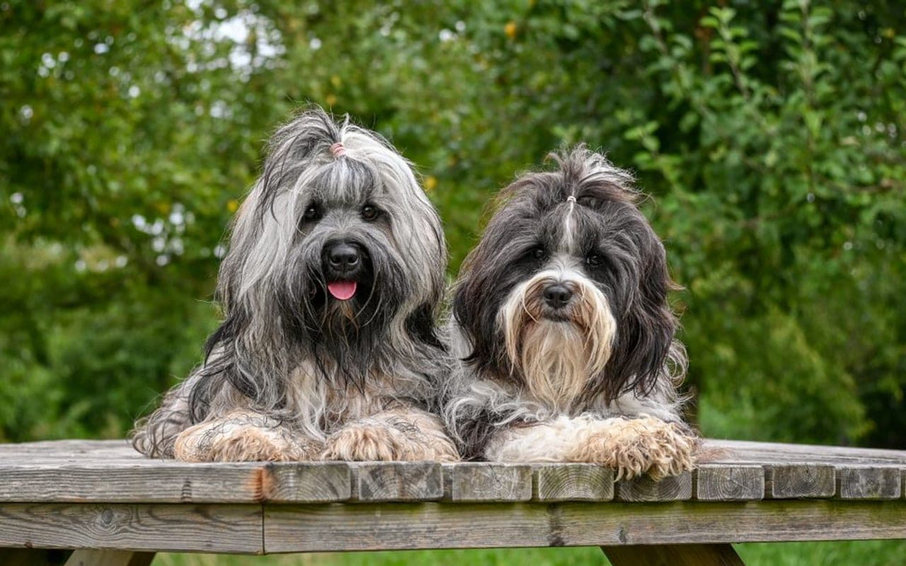 Tibetan Terrier — gallery 2