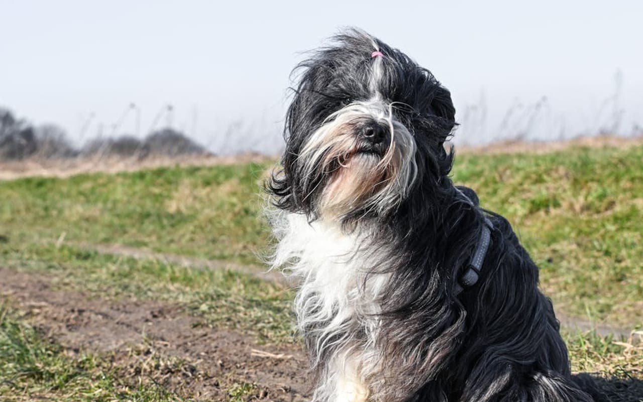 Tibetan Terrier — gallery 3