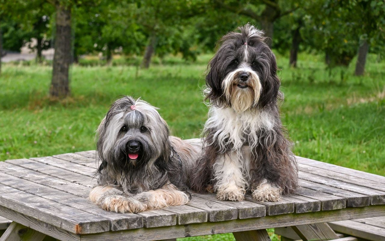 Tibetan Terrier — photo by Lorna Pauli (Pexels)