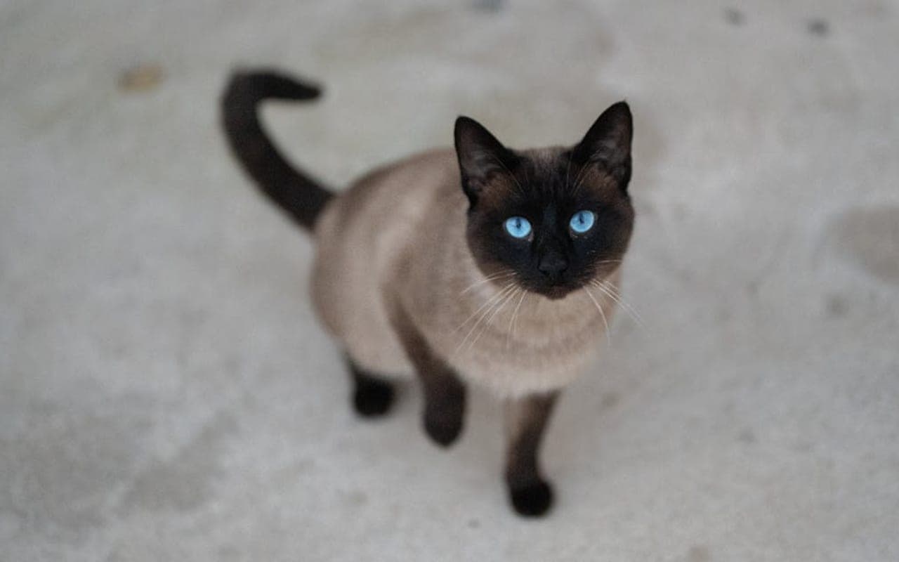 Tonkinese cat breed portrait