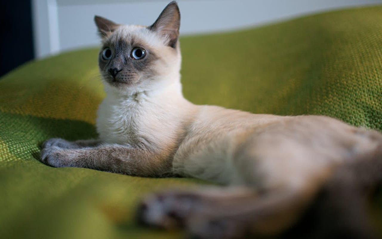 Tonkinese — gallery 3