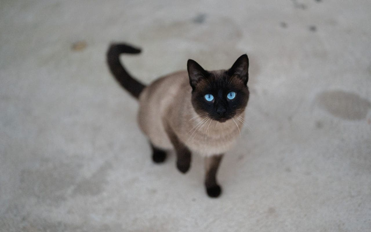 Tonkinese — photo by Vera Emilie (Pexels)