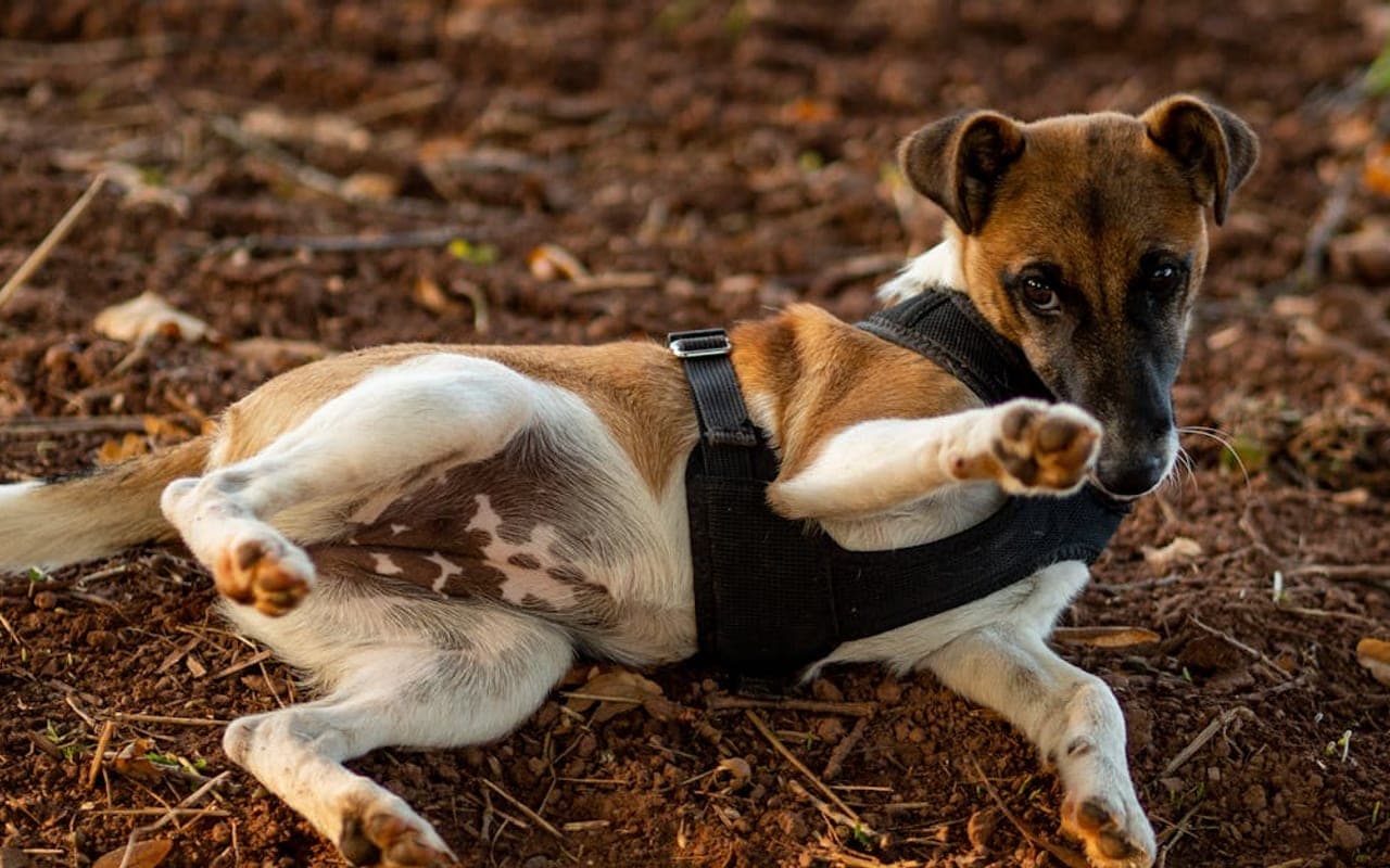 Toy Fox Terrier — gallery 2