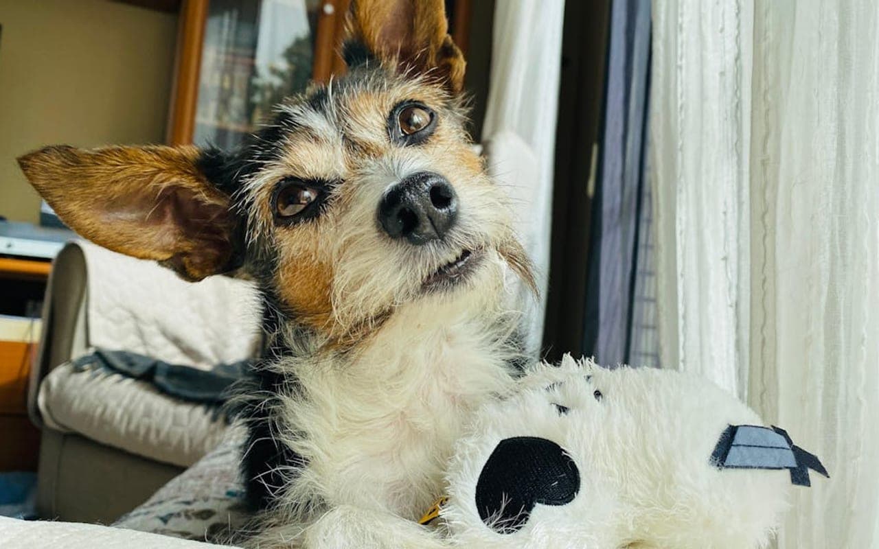 Toy Fox Terrier — gallery 3