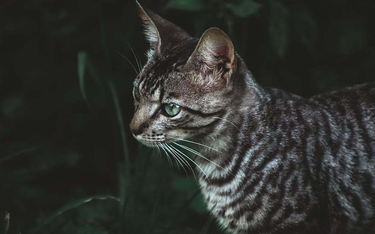 Toyger cat breed portrait