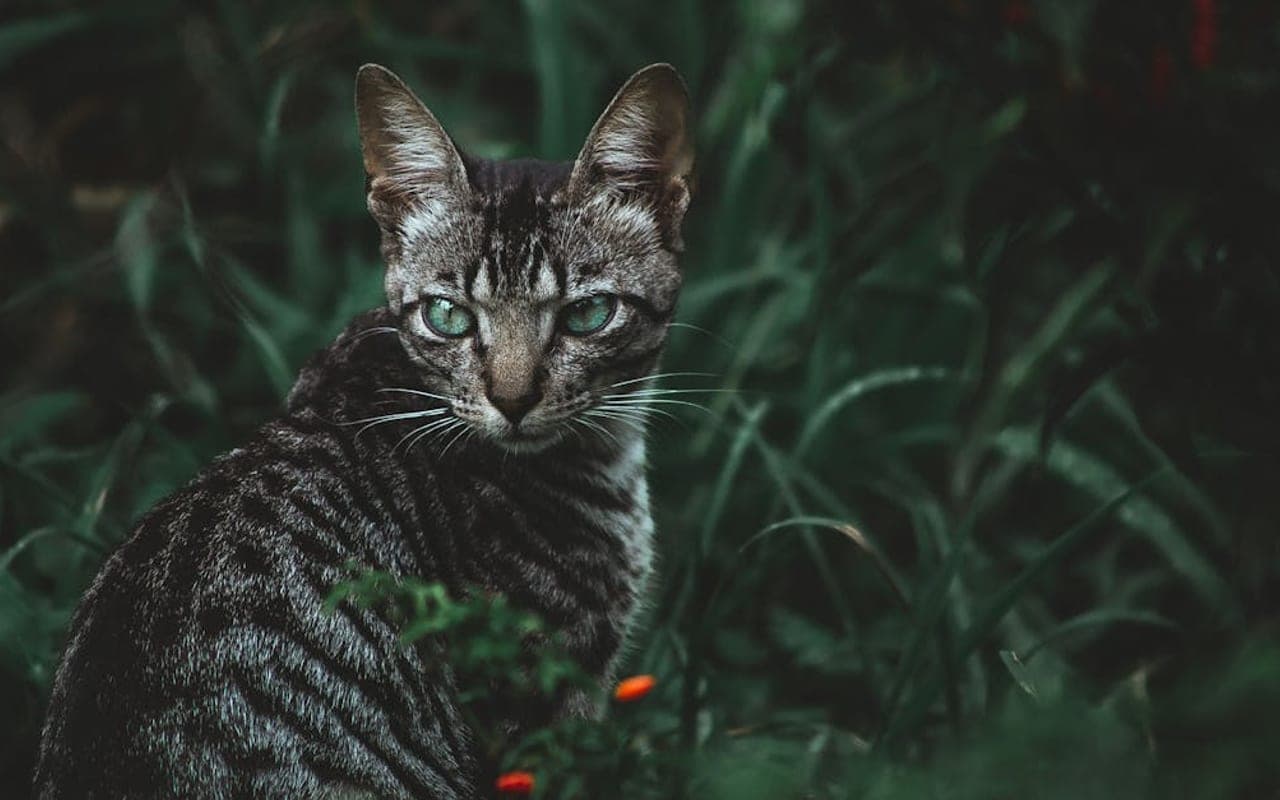 Toyger — gallery 2