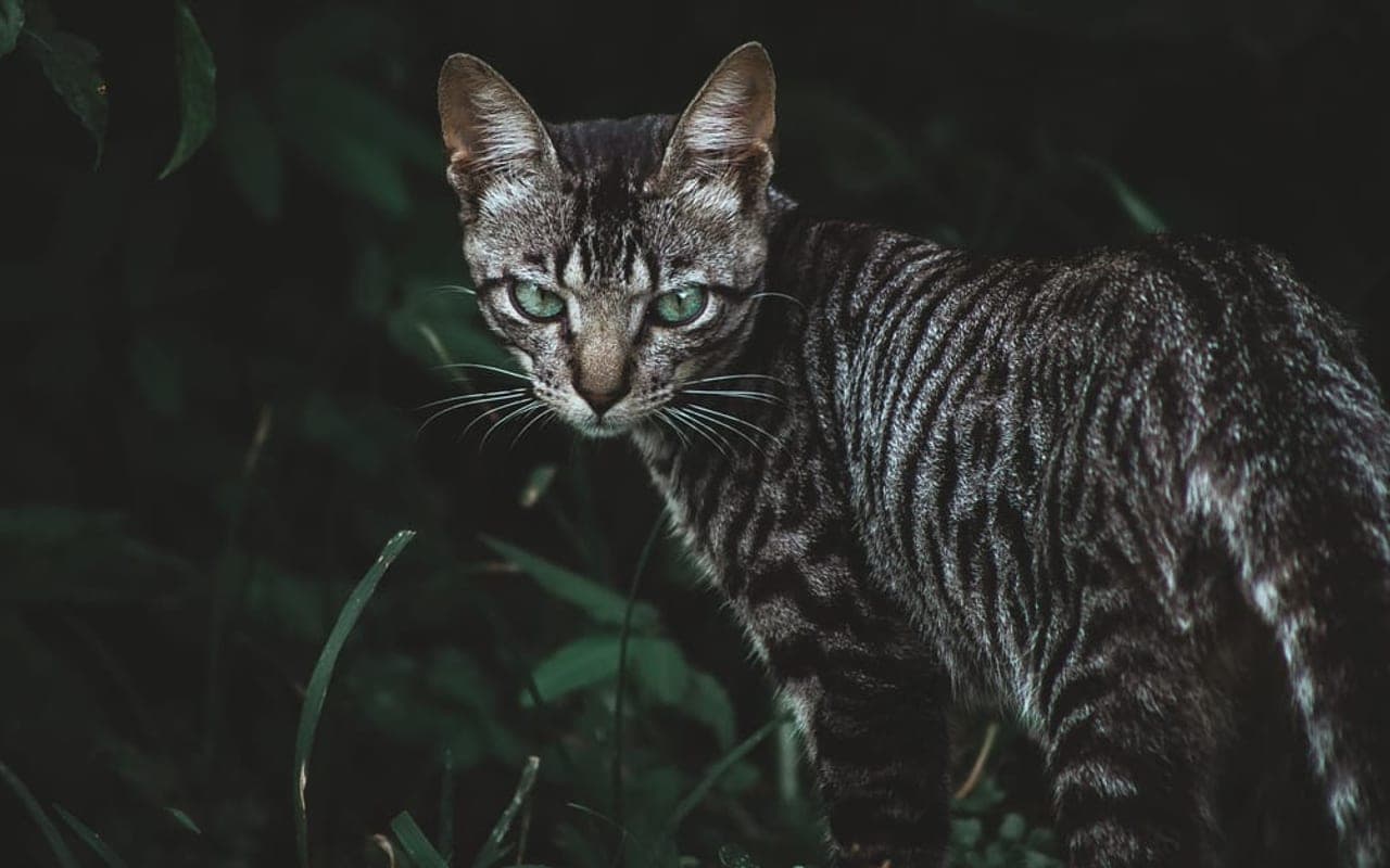 Toyger — gallery 3