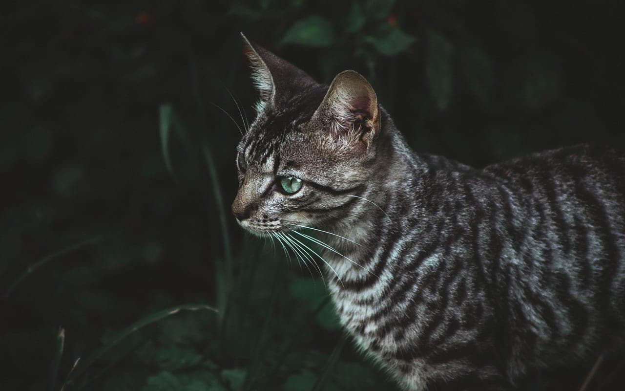 Toyger — photo by Matteus Silva (Pexels)