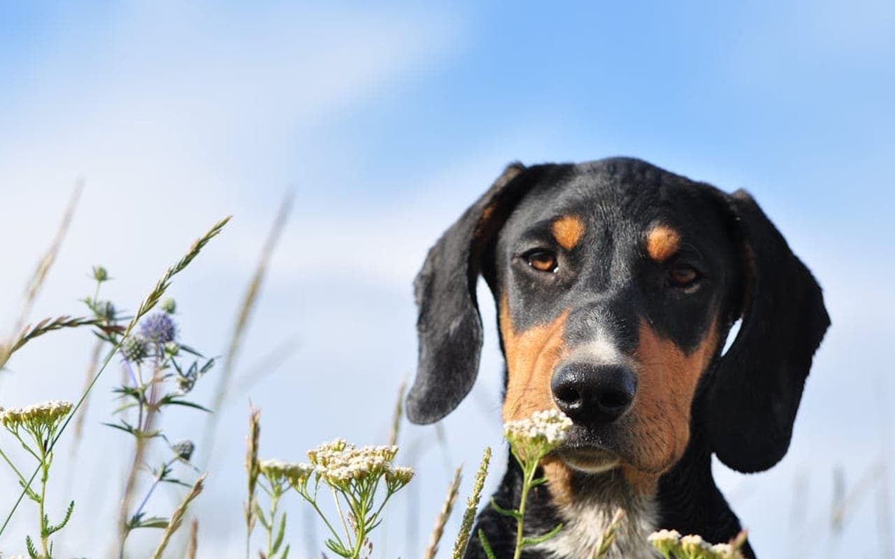 Transylvanian Hound dog breed portrait