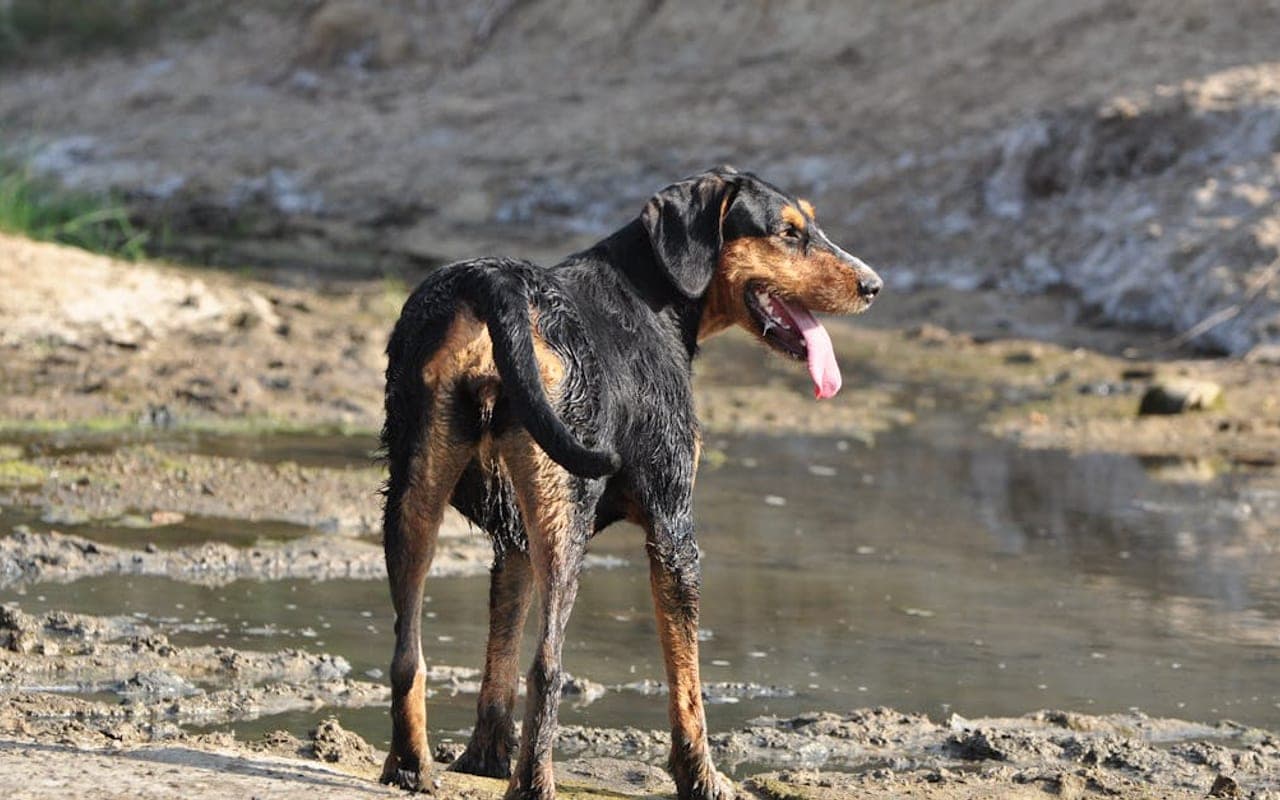 Transylvanian Hound — gallery 2