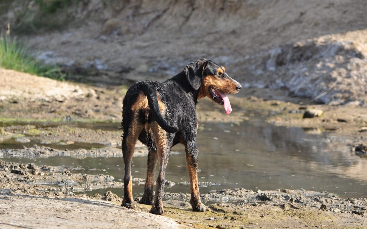 Transylvanian Hound — photo by Mariana Serban (Pexels)