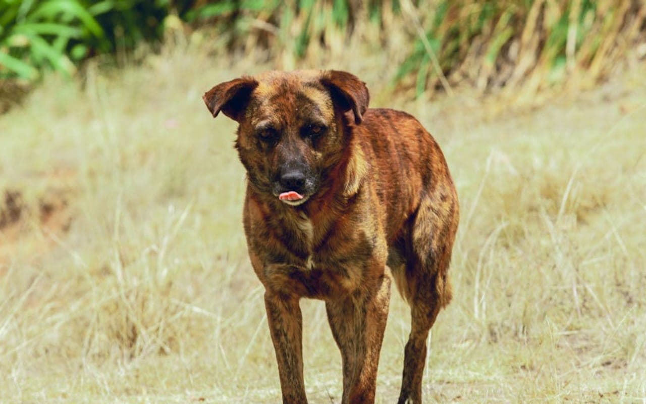Treeing Tennessee Brindle dog breed portrait
