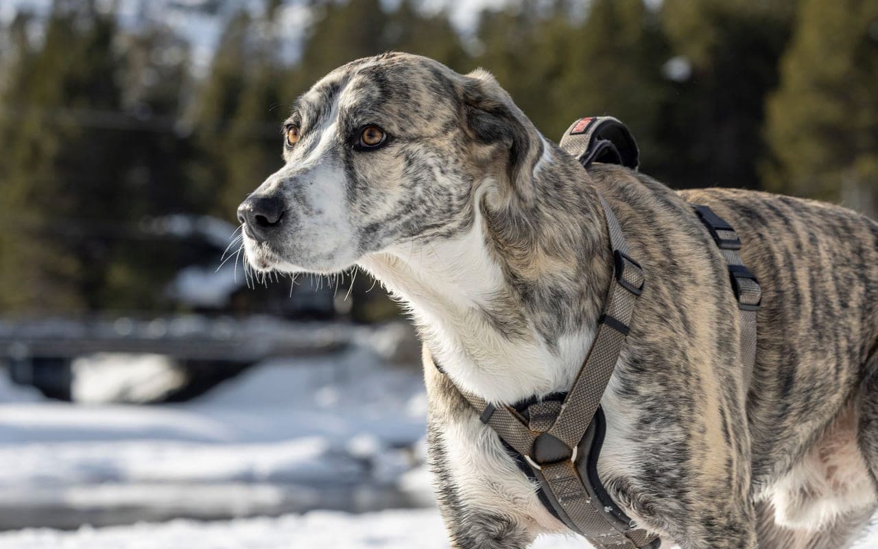 Treeing Tennessee Brindle — photo by Stephen Leonardi (Pexels)
