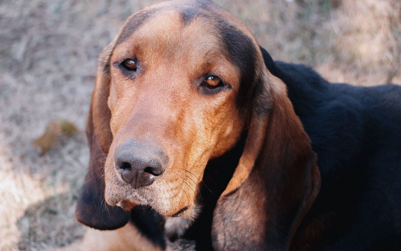 Treeing Walker Coonhound