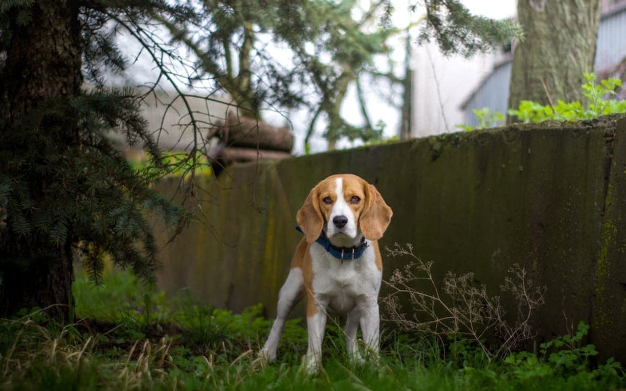 Treeing Walker Coonhound — gallery 2