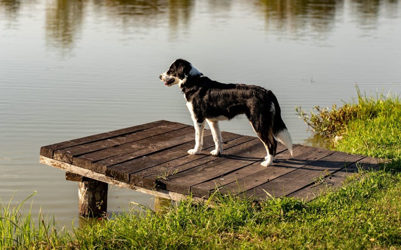 Treeing Walker Coonhound — gallery 3