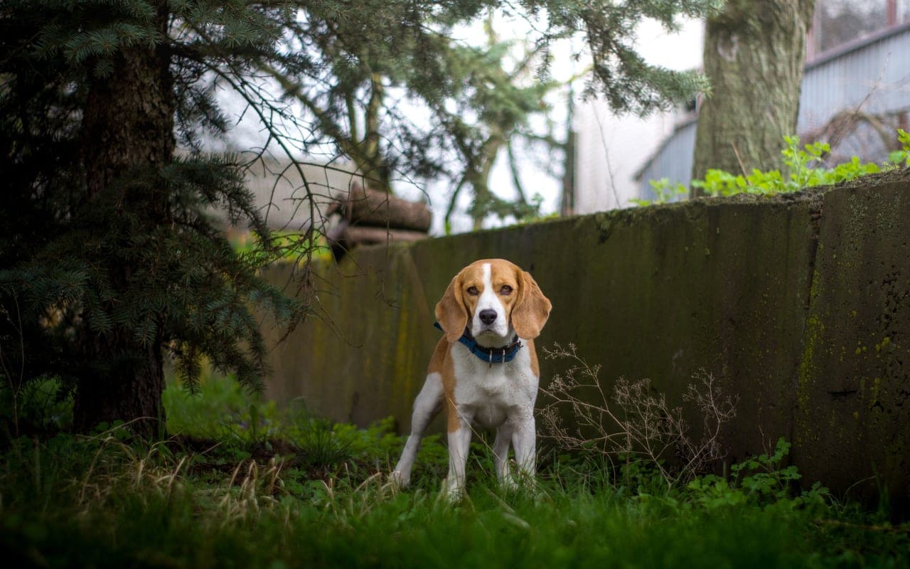 Treeing Walker Coonhound — photo by Anastasiia Adamenko (Pexels)