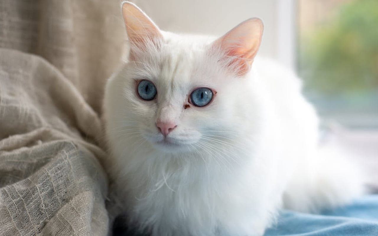 Turkish Angora — gallery 2