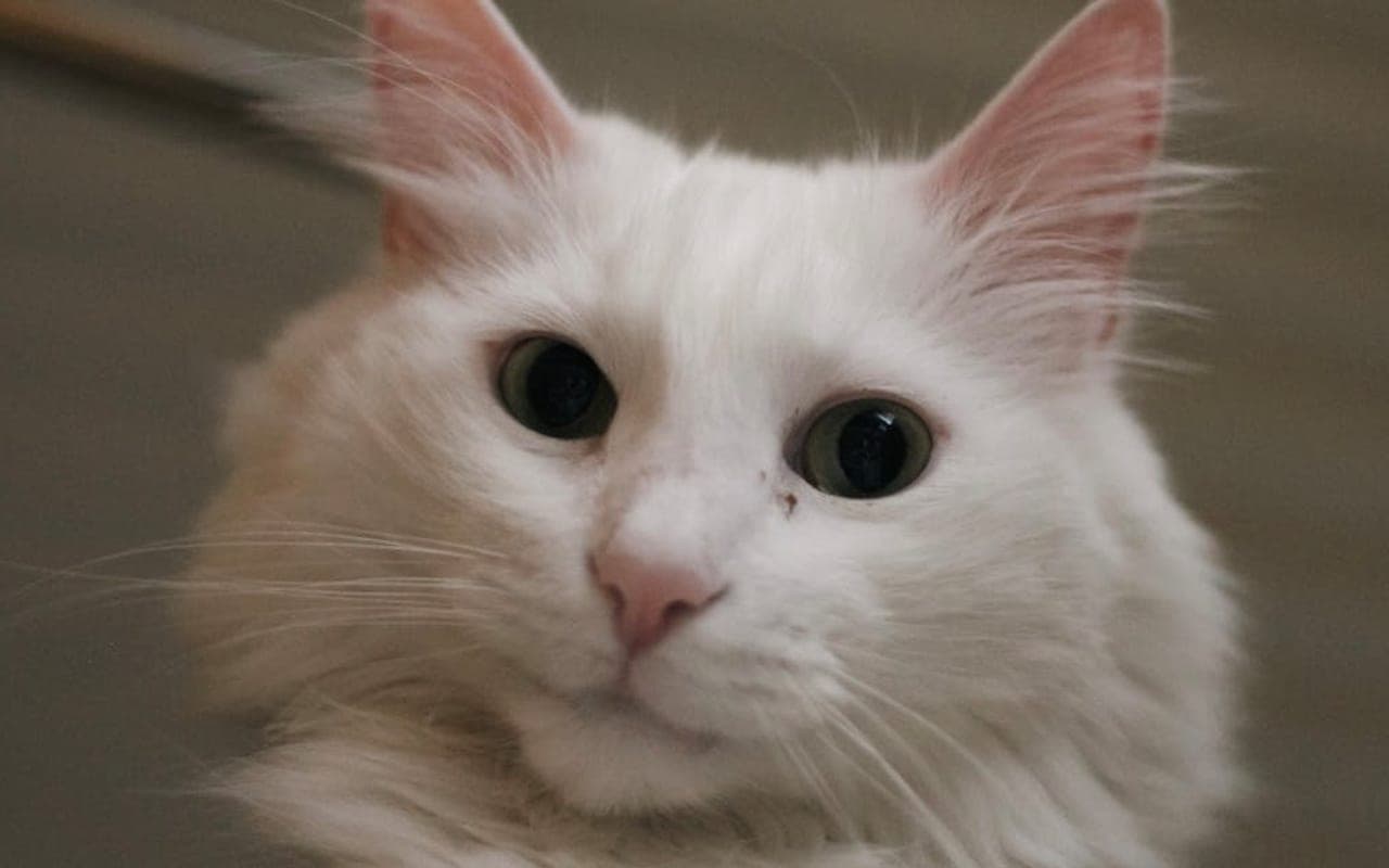 Turkish Angora — gallery 3