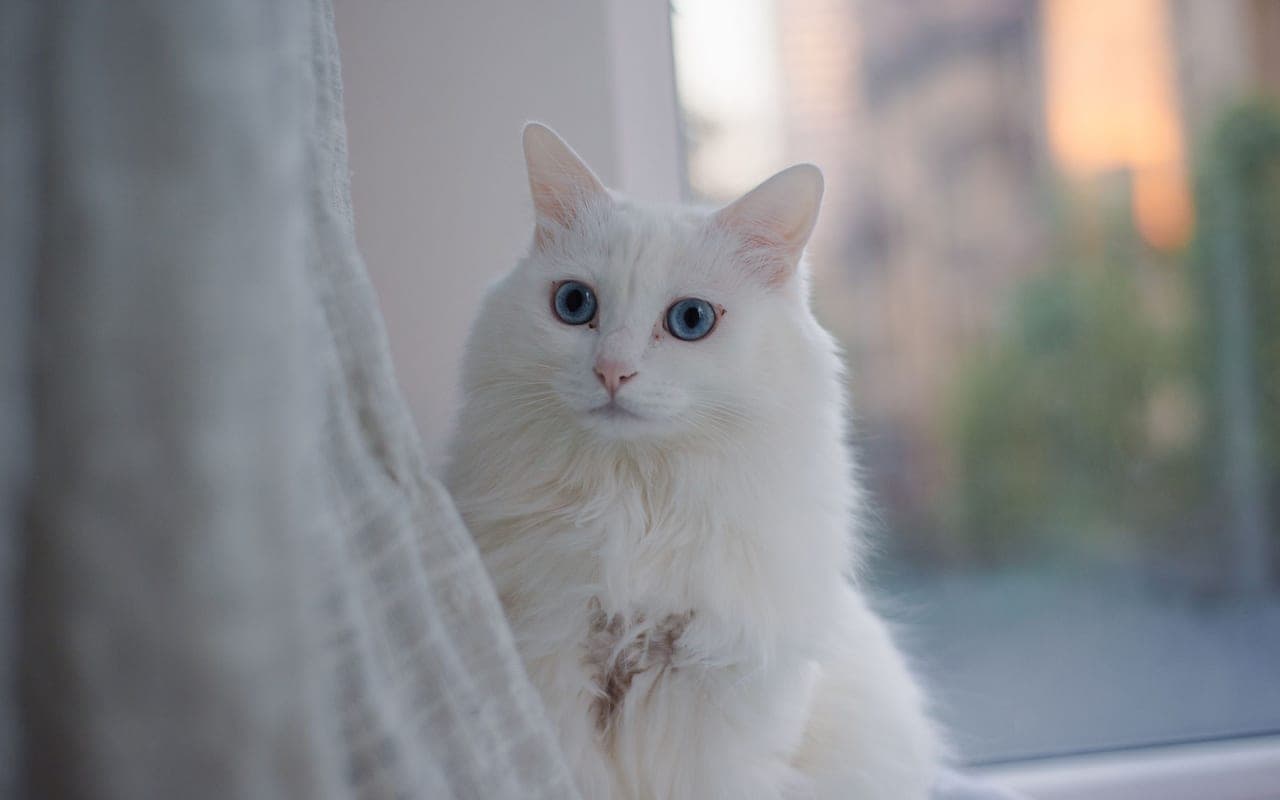 Turkish Angora — photo by 大 董 (Pexels)