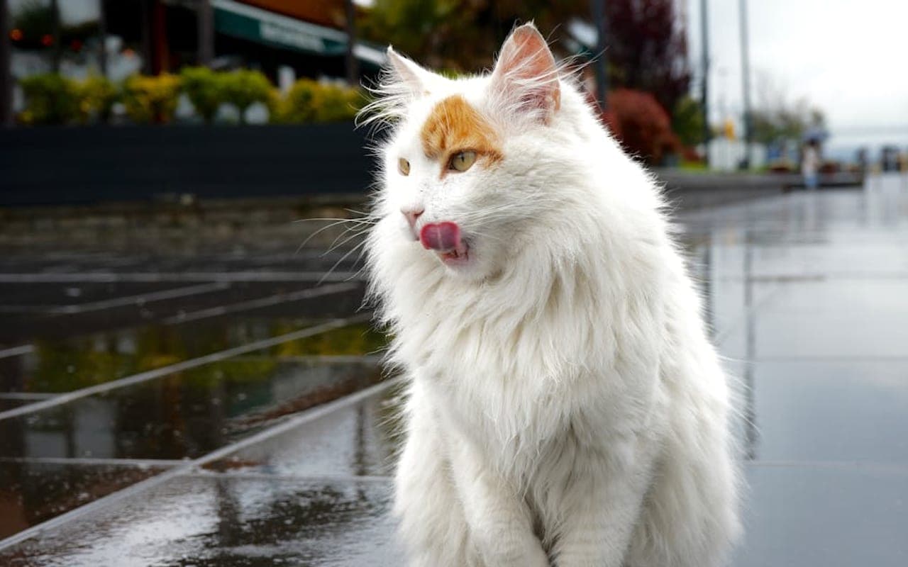 Turkish Van — gallery 2