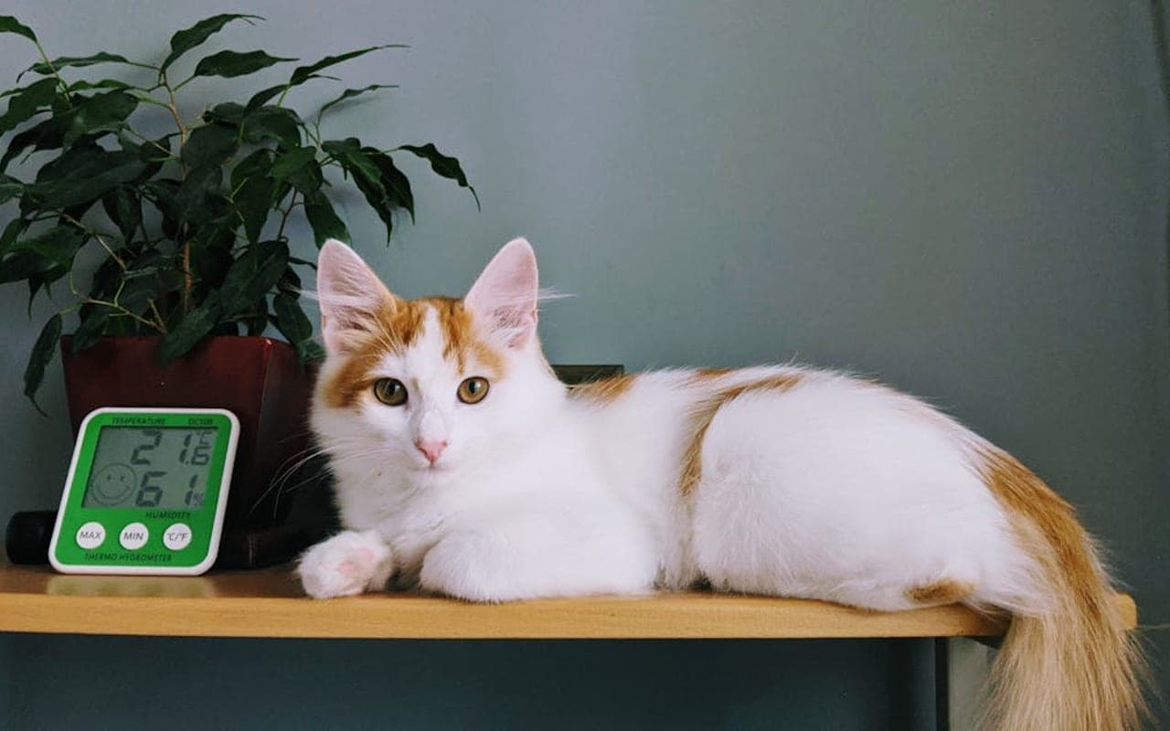 Turkish Van — gallery 3