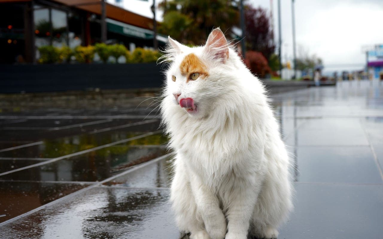 Turkish Van — photo by omerovic cetinkaya (Pexels)