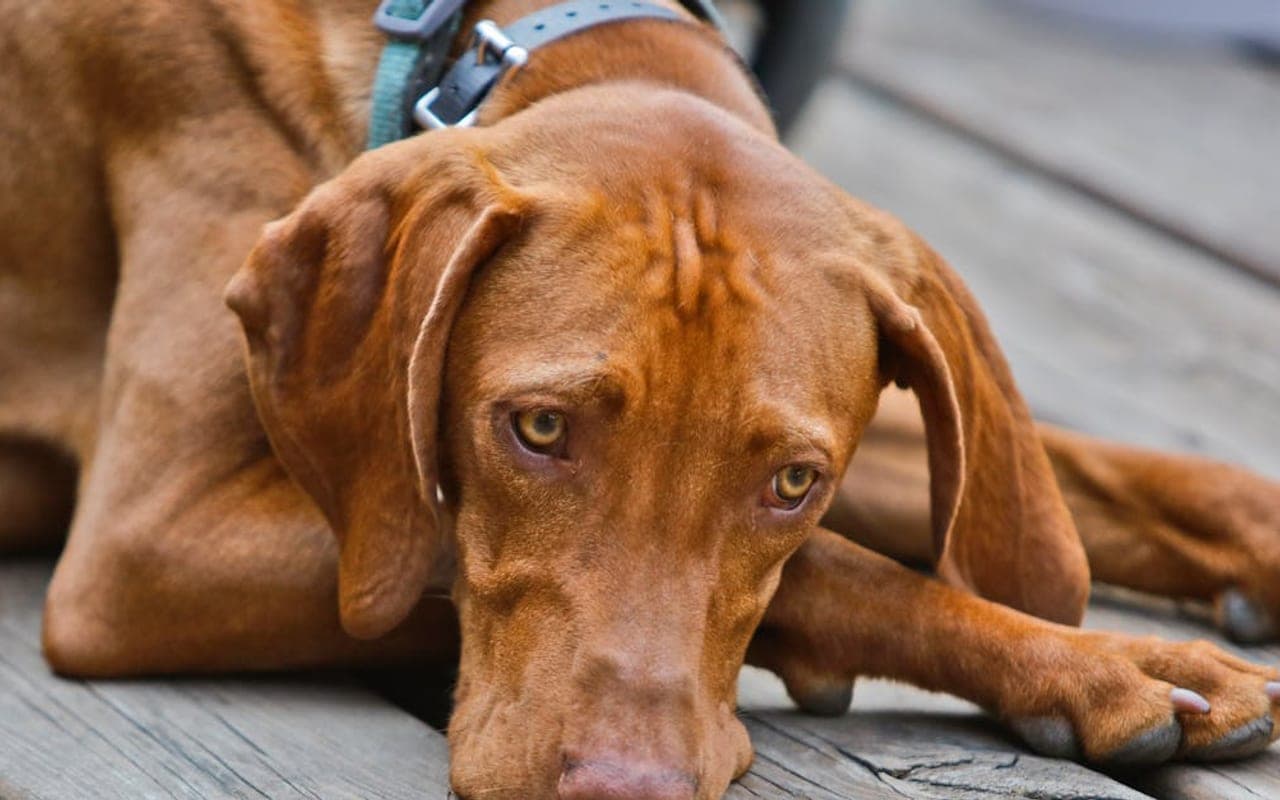 Vizsla