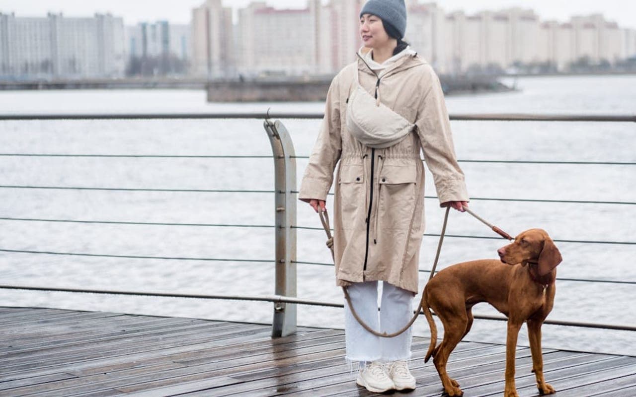 Vizsla — gallery 2