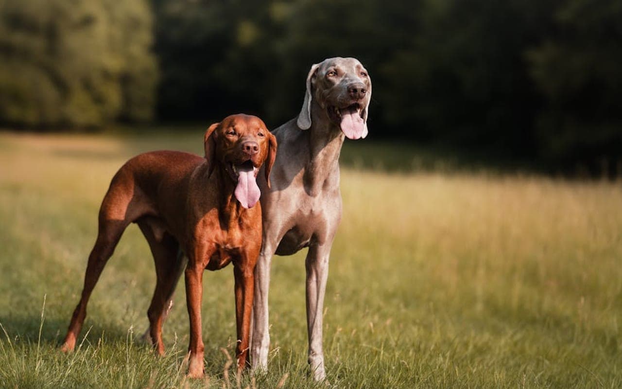 Vizsla — gallery 3