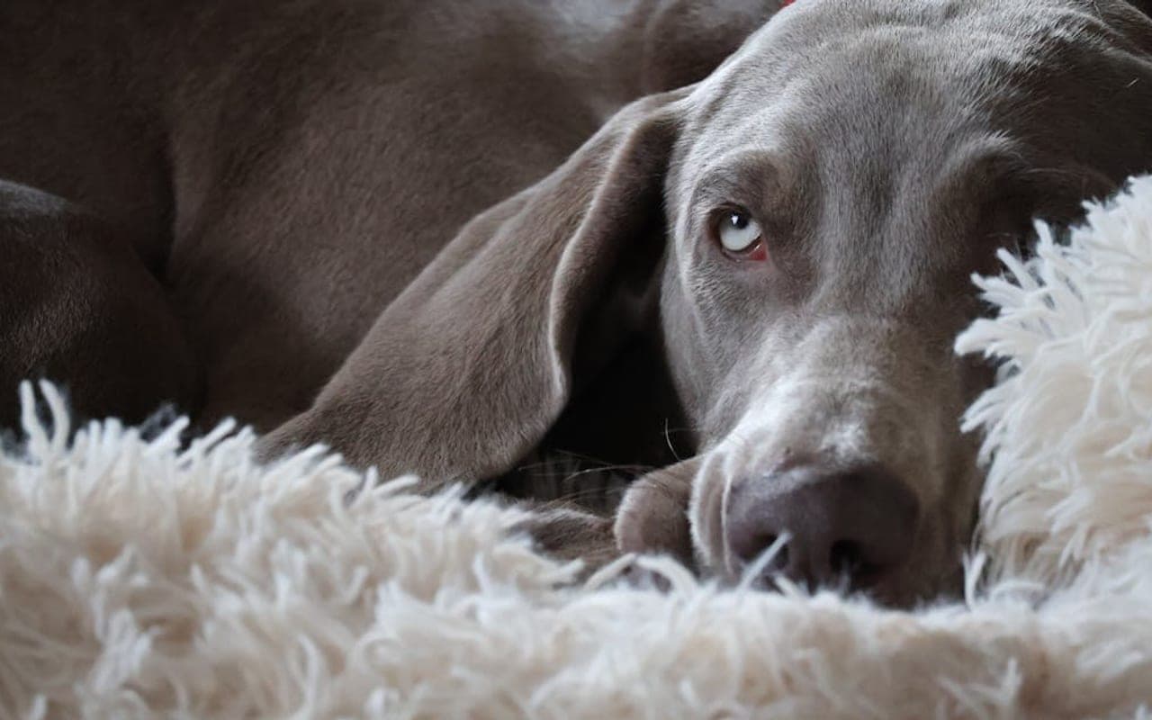 Weimaraner