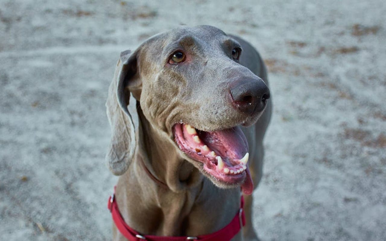 Weimaraner — gallery 3
