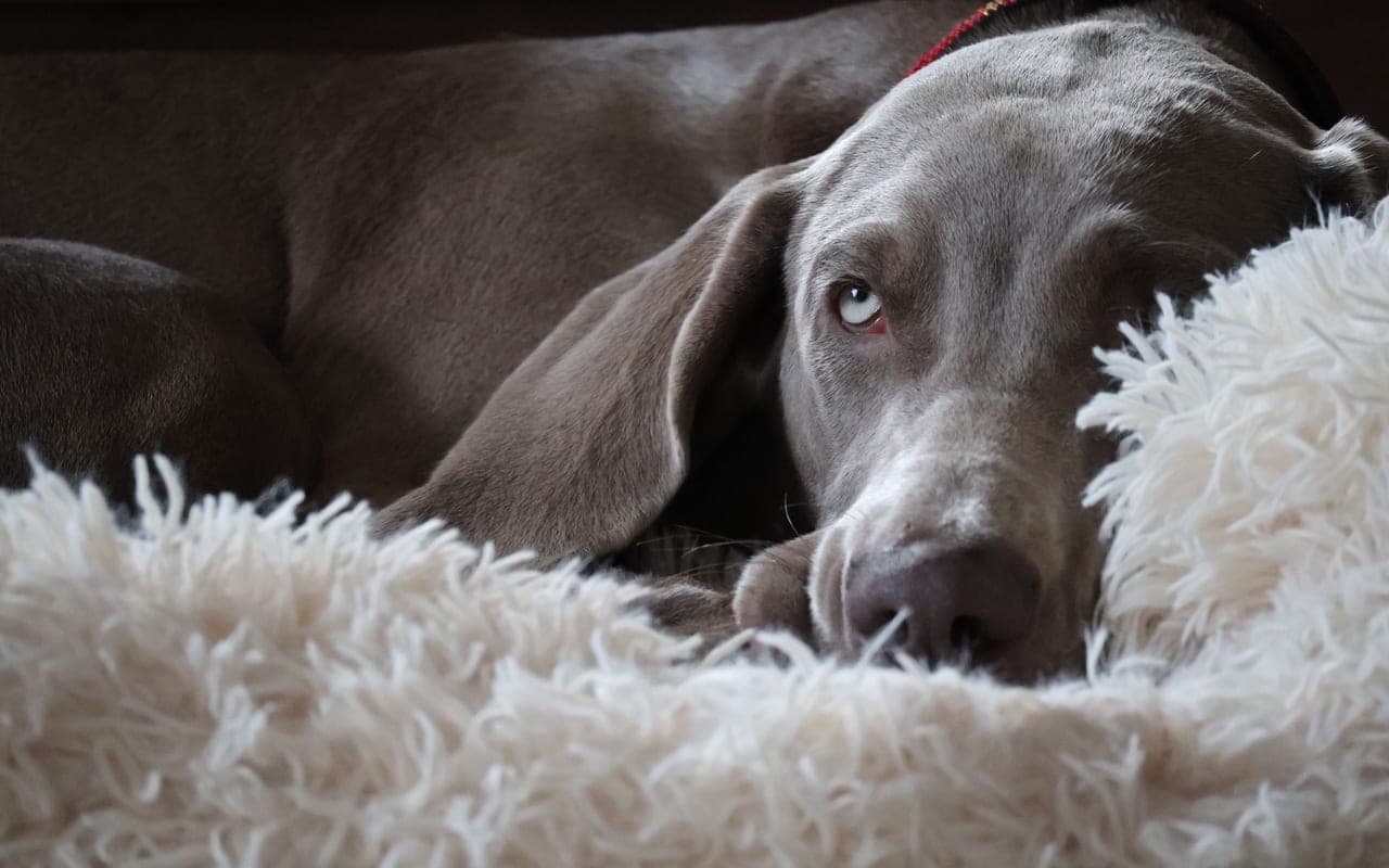 Weimaraner — photo by Olivier Leysen (Pexels)