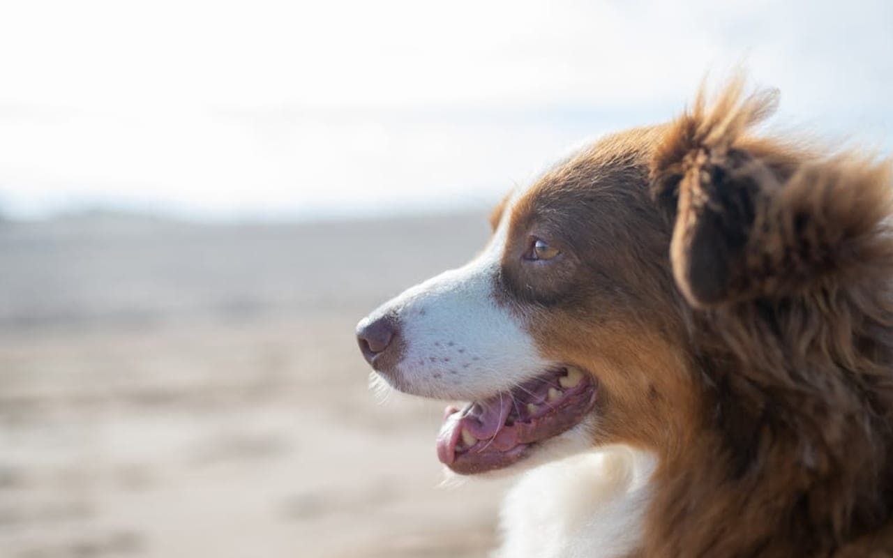 Welsh Springer Spaniel