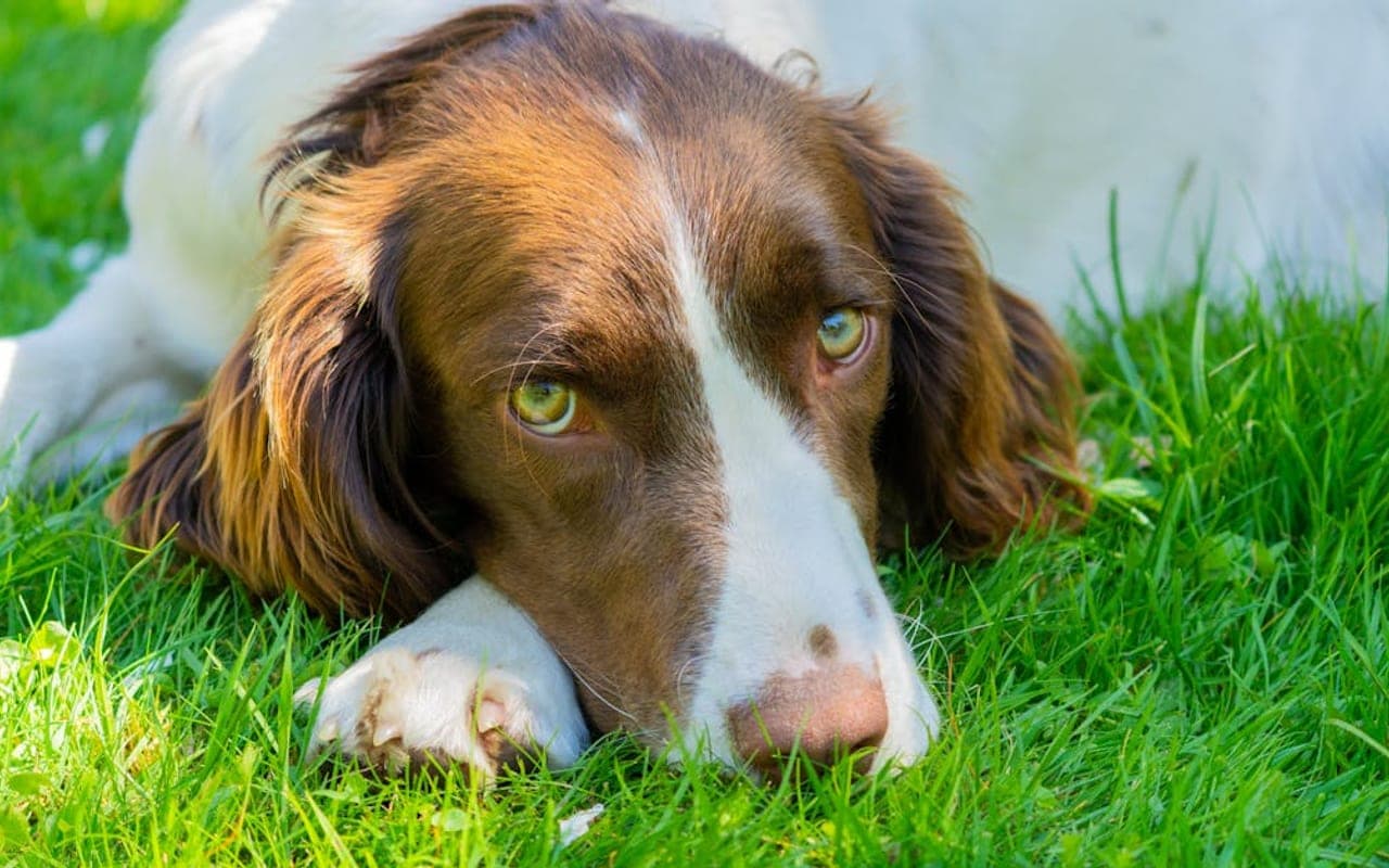 Welsh Springer Spaniel — gallery 2