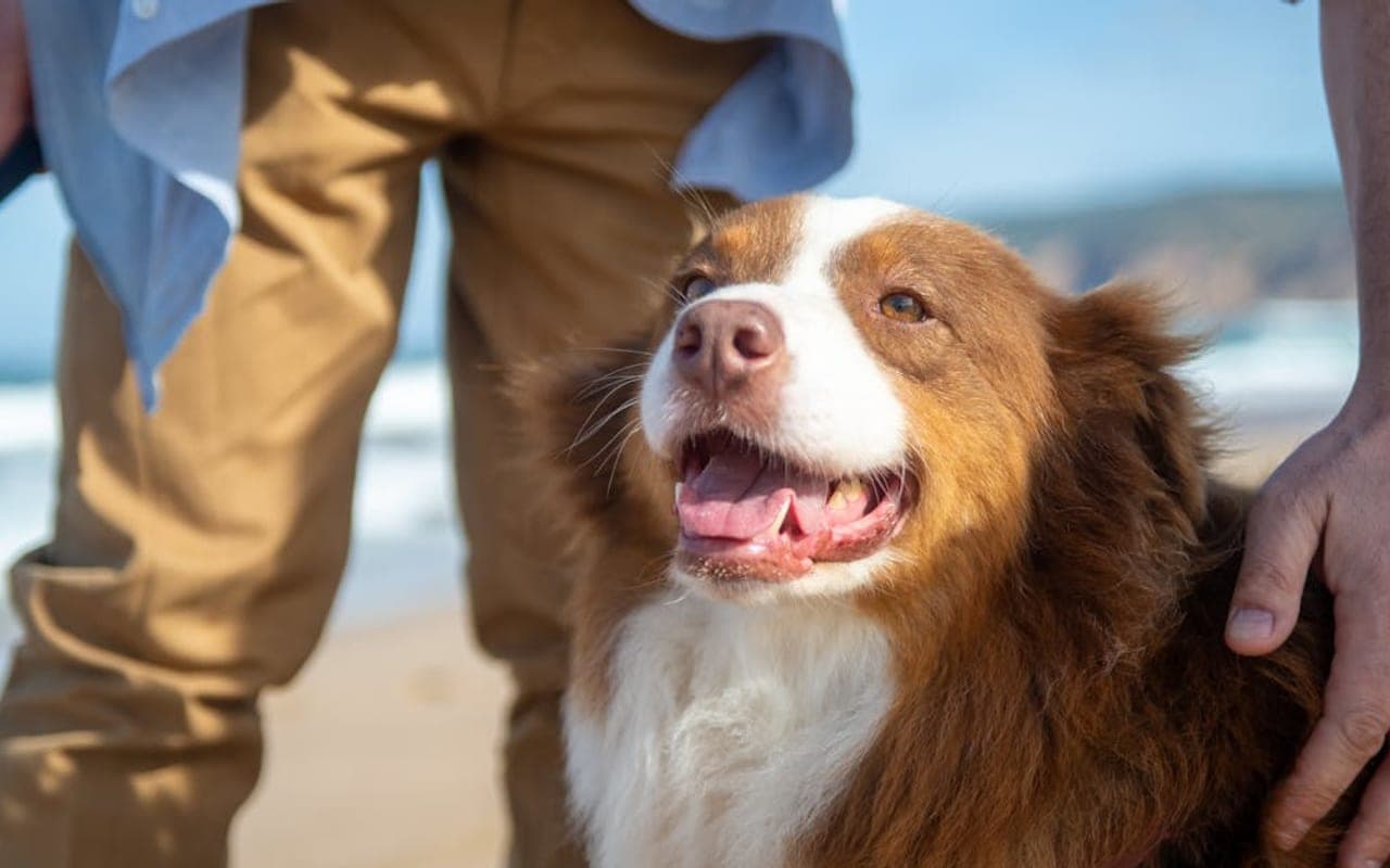 Welsh Springer Spaniel — gallery 3