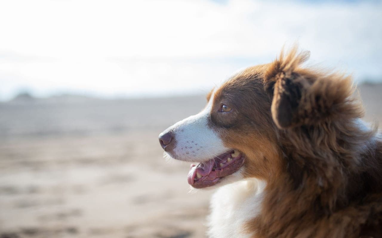 Welsh Springer Spaniel — photo by Kampus Production (Pexels)