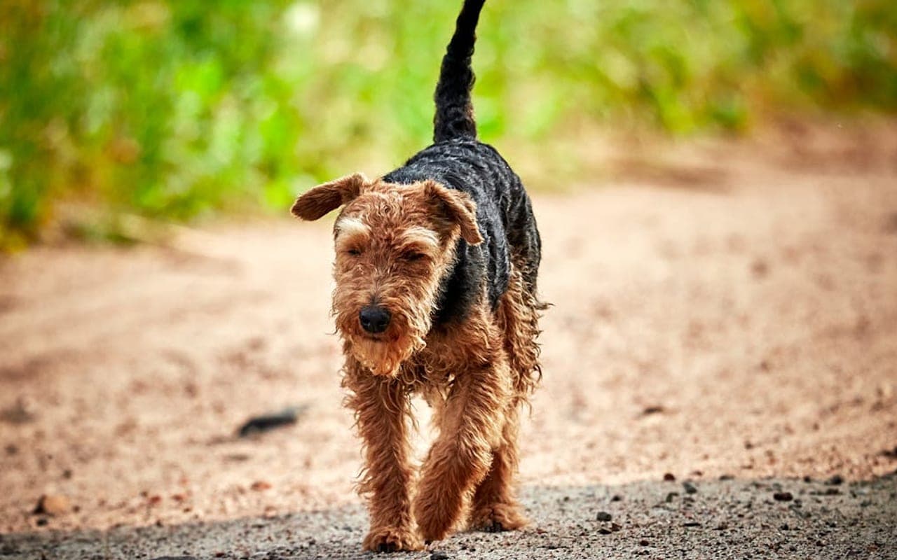 Welsh Terrier